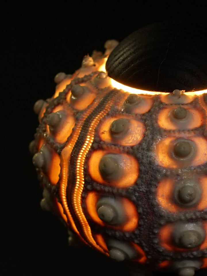 Sea Urchin Table Lamp 12
